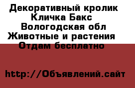 Декоративный кролик. Кличка:Бакс - Вологодская обл. Животные и растения » Отдам бесплатно   